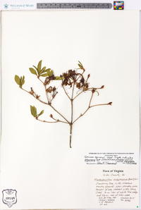 Rhododendron arborescens image