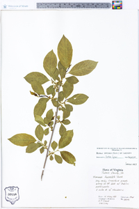 Rhamnus lanceolata var. lanceolata image