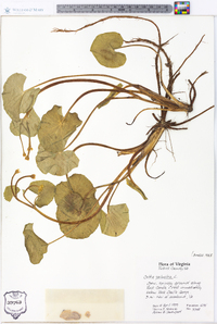 Caltha palustris image