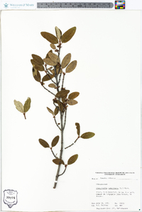 Shepherdia canadensis image