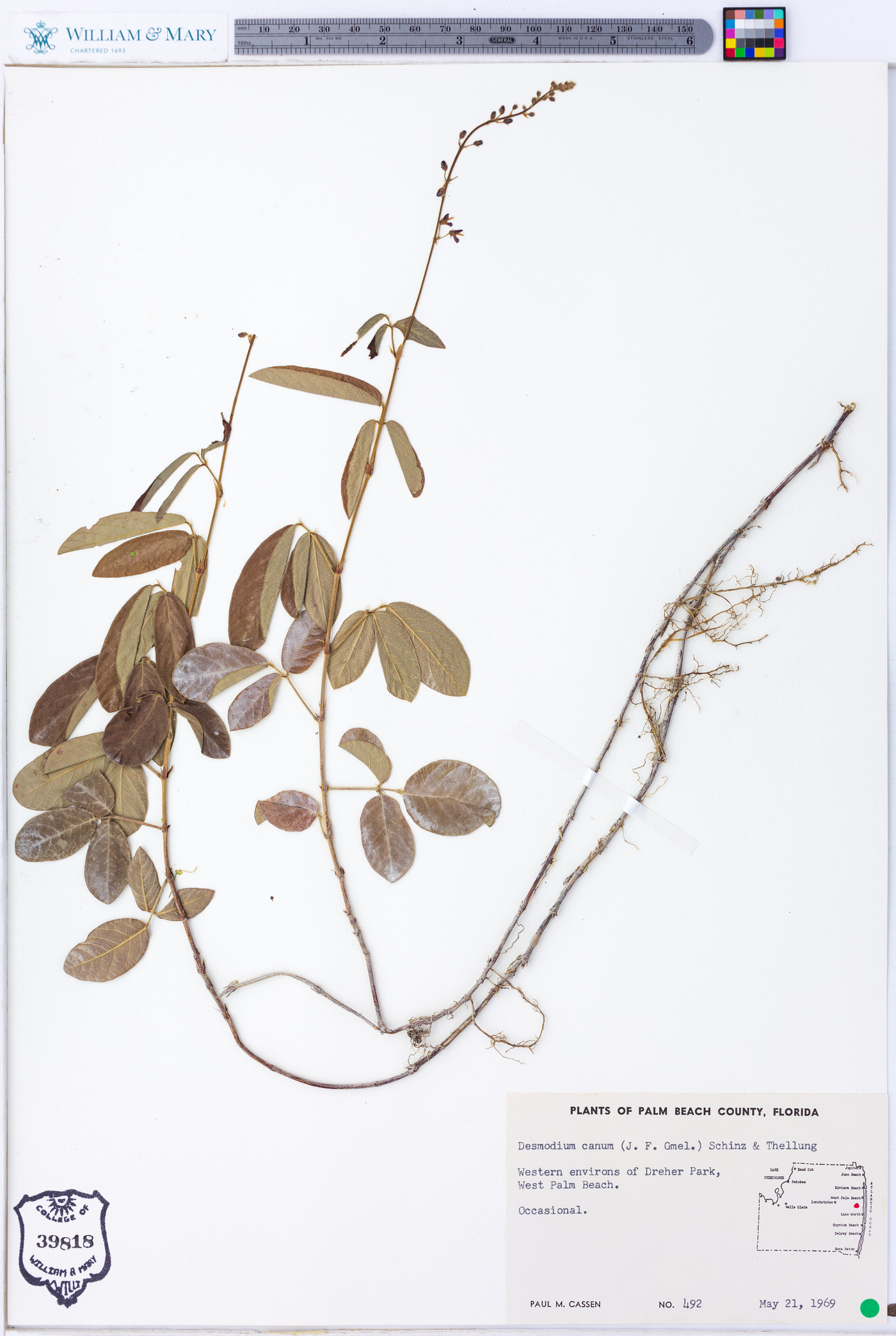 Desmodium incanum var. incanum image