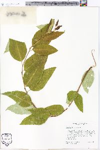 Eucalyptus robusta image