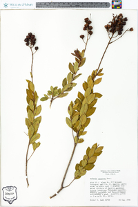 Bejaria racemosa image