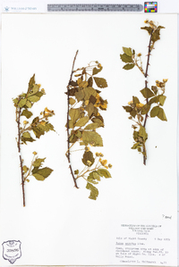 Rubus argutus image