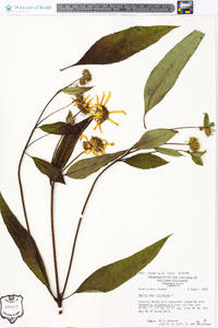 Helianthus strumosus image