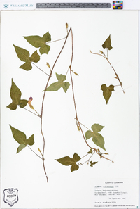 Ipomoea trichocarpa image