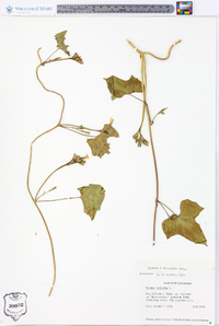 Ipomoea leucantha image