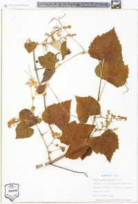 Vitis mustangensis image