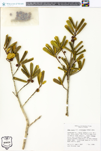 Ilex opaca var. arenicola image