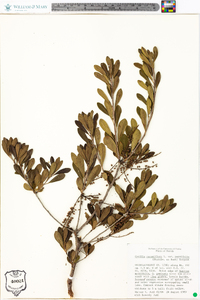 Cyrilla racemiflora var. parvifolia image
