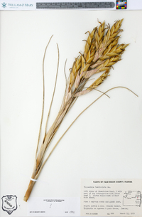 Tillandsia fasciculata image