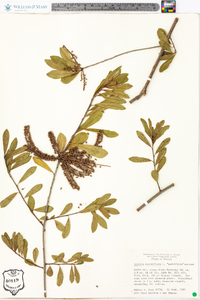 Cyrilla racemiflora var. parvifolia image