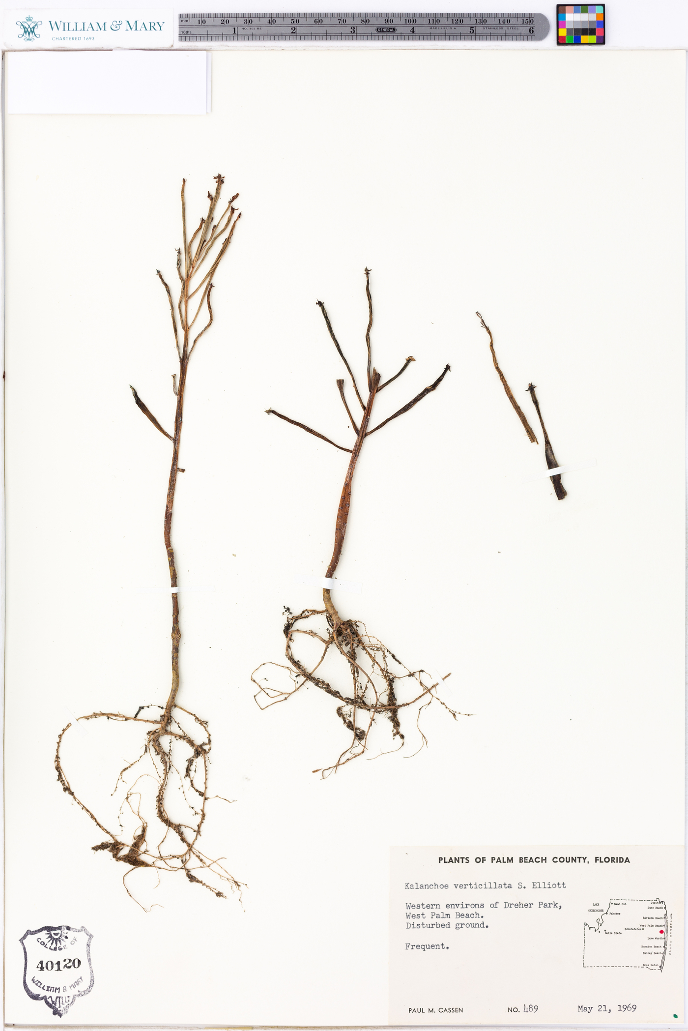 Kalanchoe delagoensis image