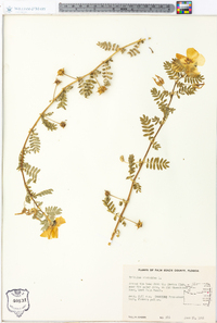 Tribulus cistoides image