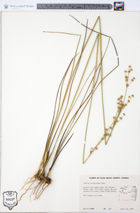 Juncus scirpoides image