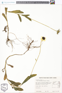 Rudbeckia hirta var. floridana image