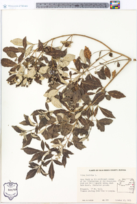 Vitex trifolia image