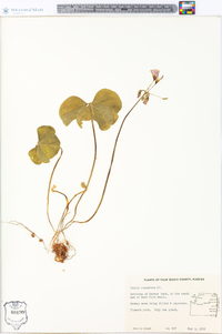 Oxalis corymbosa image