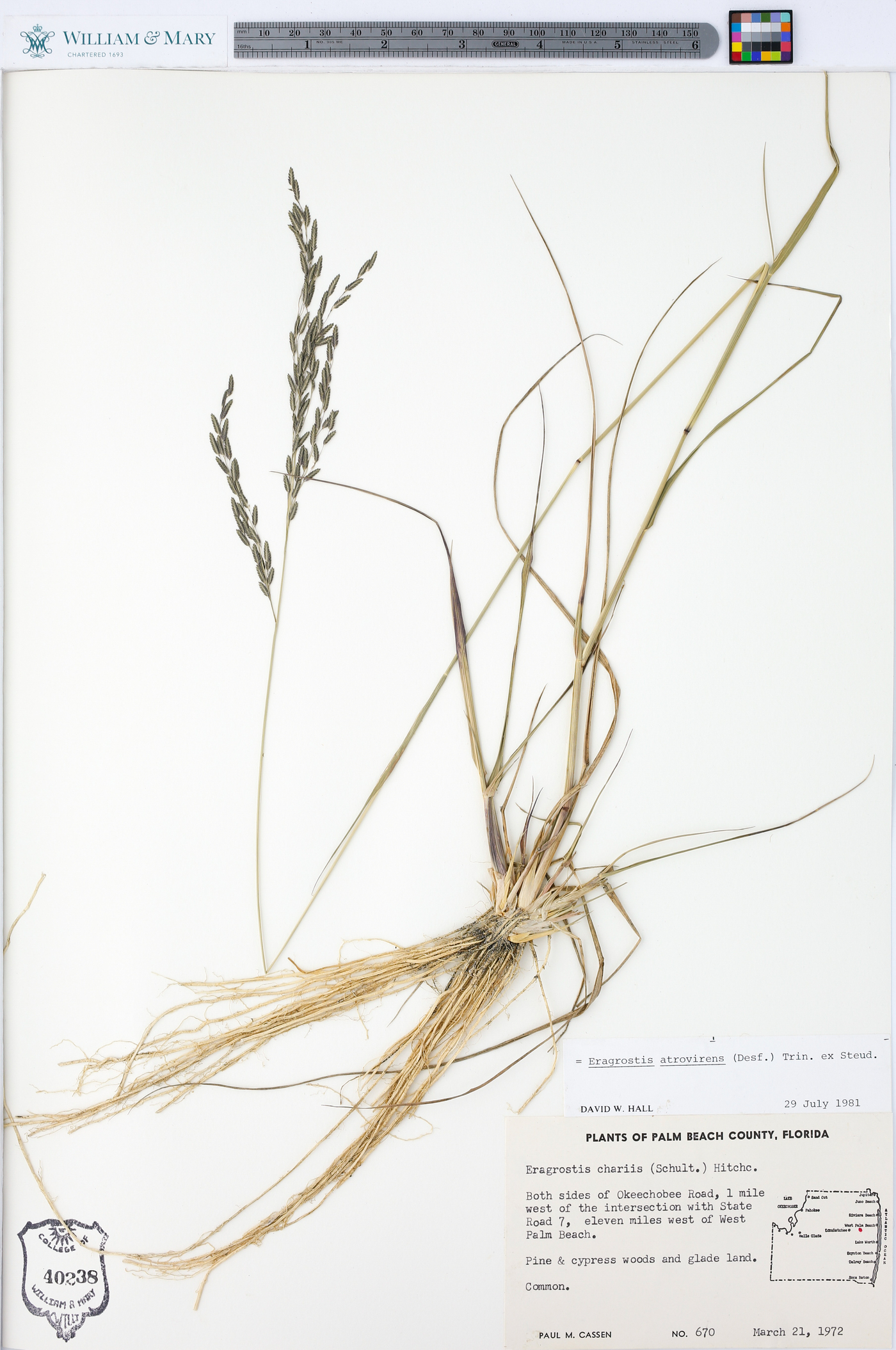 Eragrostis atrovirens image