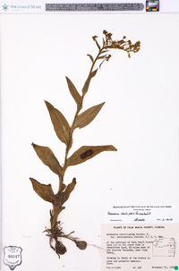 Habenaria odontopetala image