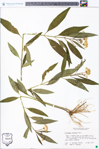 Asclepias perennis image