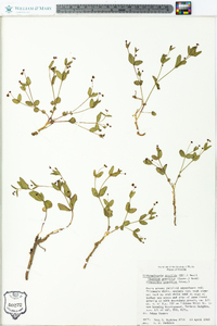 Tithymalopsis gracilis image
