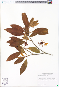 Illicium floridanum image