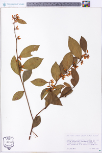 Lyonia lucida image