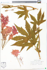 Filipendula rubra image