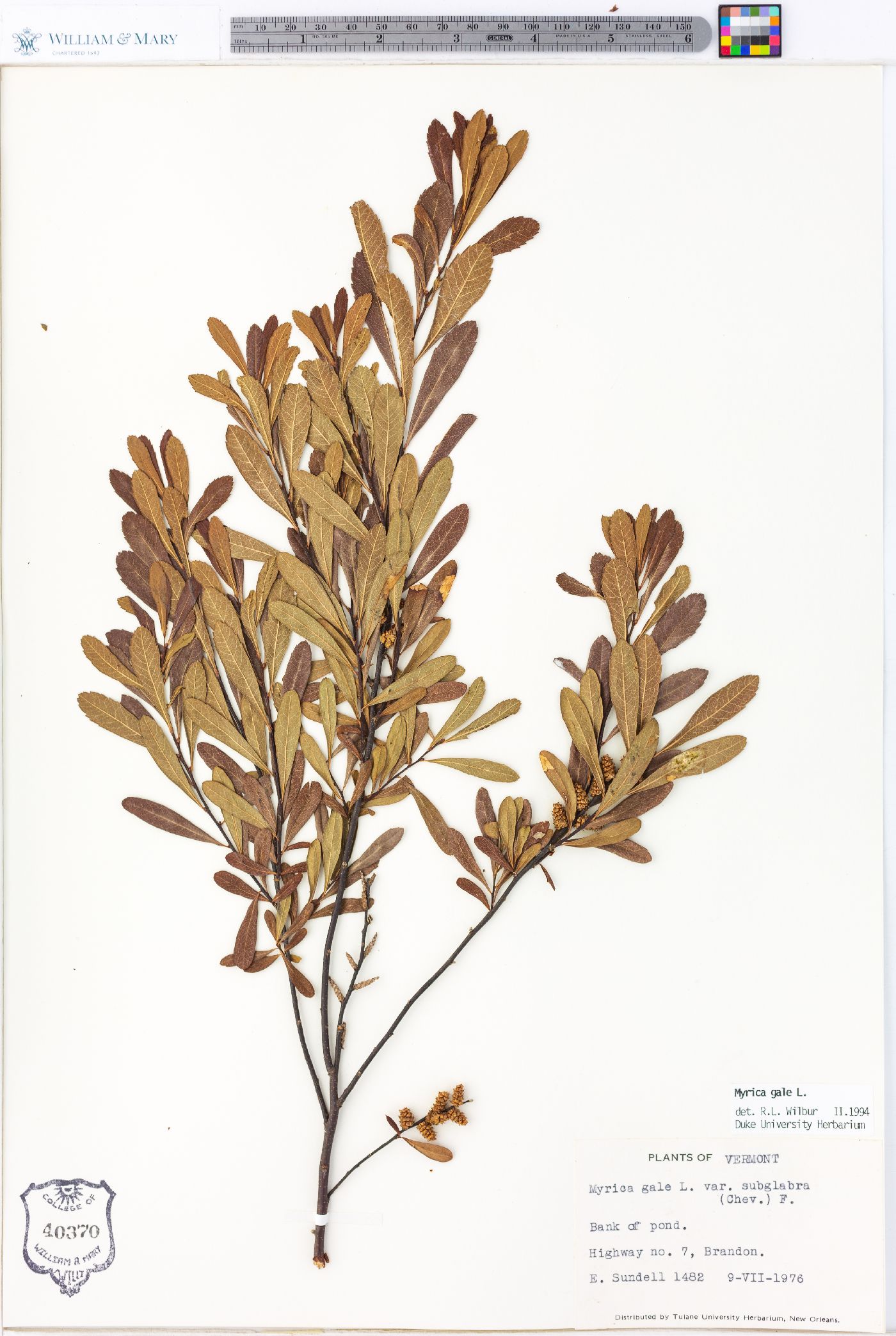Myrica gale var. subglabra image