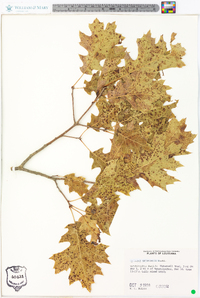 Quercus shumardii image