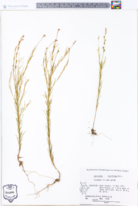 Oenothera linifolia image