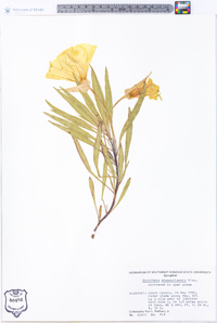 Oenothera macrocarpa image