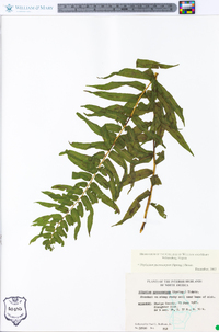 Athyrium pycnocarpon image