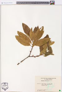 Quercus imbricaria image