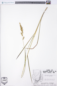 Echinochloa muricata var. muricata image