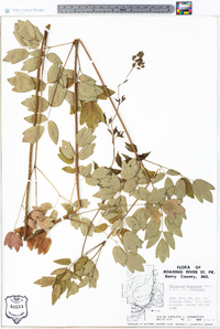 Thalictrum dasycarpum image