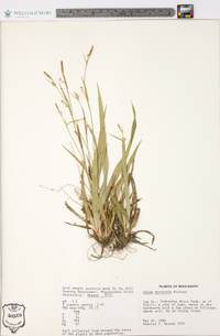 Carex striatula image