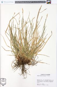 Carex gracilescens image