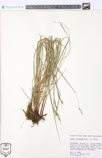 Carex virescens image