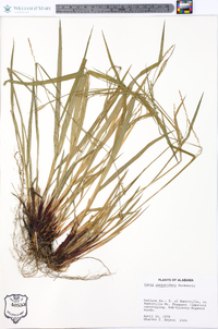 Carex purpurifera image