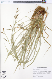 Carex oxylepis image