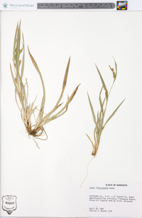 Carex flaccosperma image