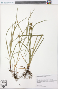 Carex louisianica image