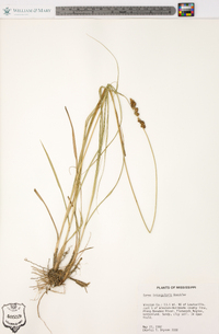 Carex triangularis image