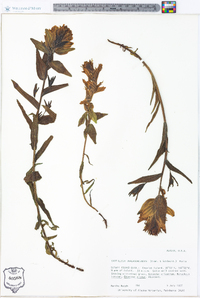 Castilleja unalaschcensis image