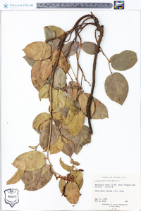 Gaultheria shallon image