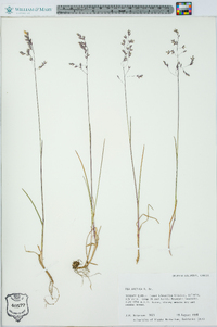 Poa arctica image