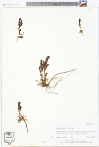 Rumex graminifolius image
