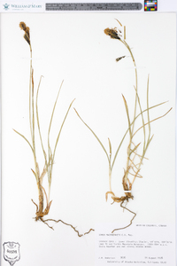 Carex macrochaeta image